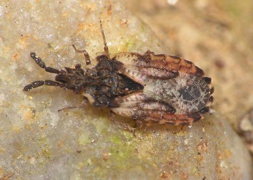 Aradus depressus