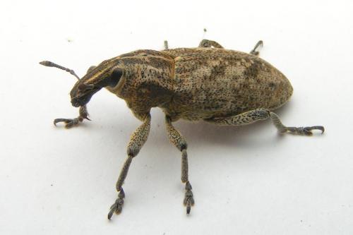 Réf. 40 717 : Cleonis pigra