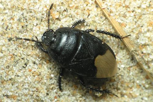 Réf. 40 018 : Cydnus aterrimus