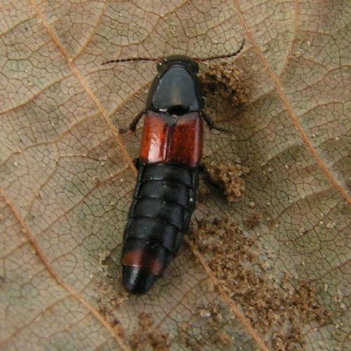 Astrapaeus ulmi