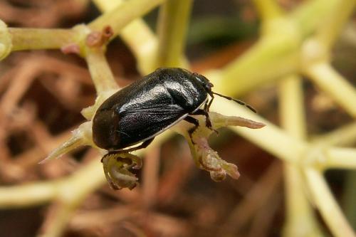 Adomerus maculipes