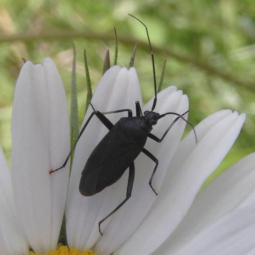Calocoris nemoralis