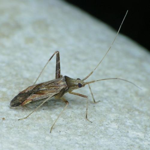 Réf. 40 165 : Phytocoris sp.