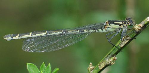 Enallagma cyathigerum