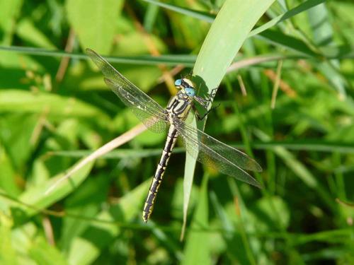 Gomphus graslinii