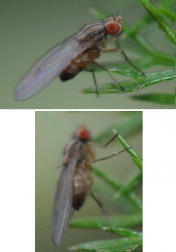 Scaptomyza sp.