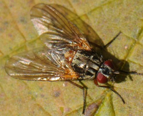 Réf. 40 190 : Mydaea corni