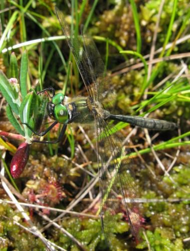 Réf. 40 298 : Somatochlora arctica