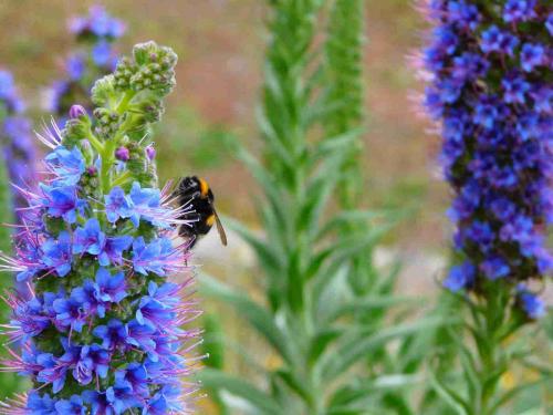Bombus sp.