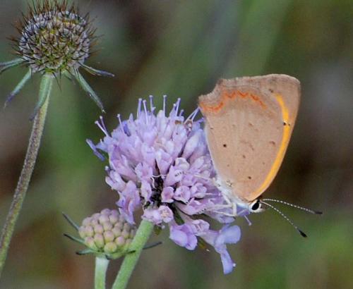 Lycaena phlaeas