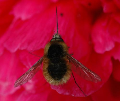 Bombylius sp.