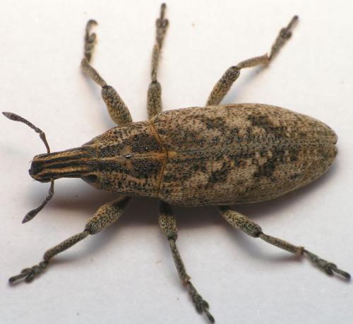 Réf. 40 718 : Cleonis pigra