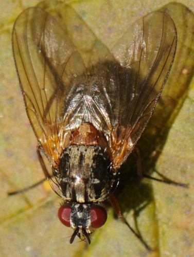 Réf. 40 154 : Mydaea corni
