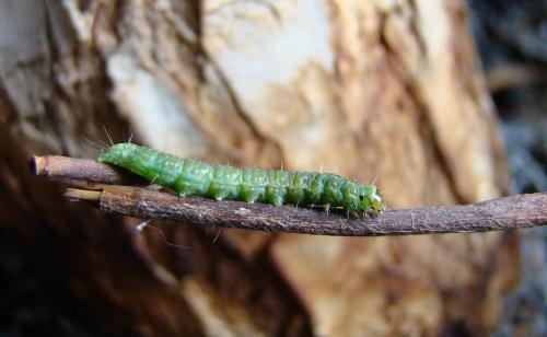 Cacoecimorpha pronubana