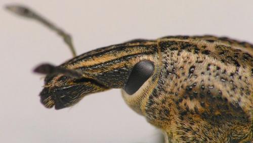 Réf. 40 719 : Cleonis pigra