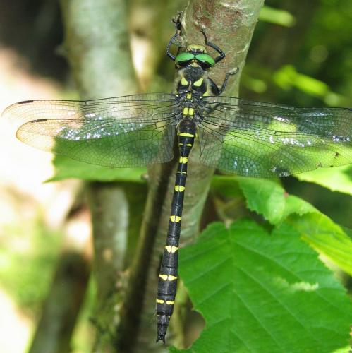 Réf. 40 325 : Cordulegaster bidentata