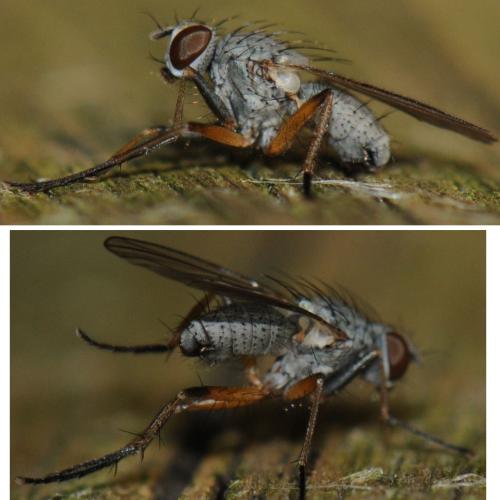 Coenosia sp.