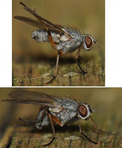 Coenosia sp.