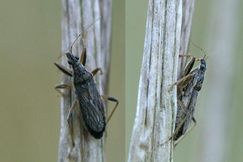 Himacerus major