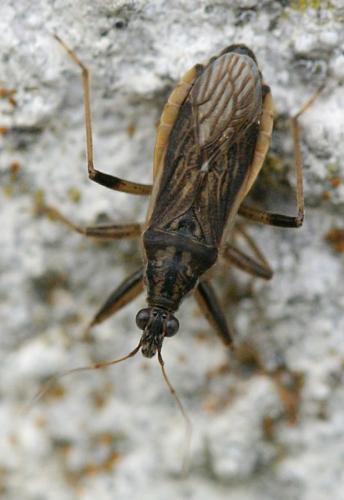 Himacerus major
