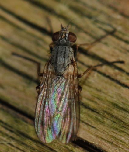 Coenosia sp.