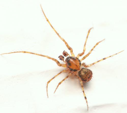 Ero sp.