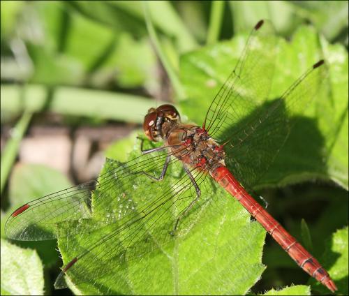 Sympetrum striolatum