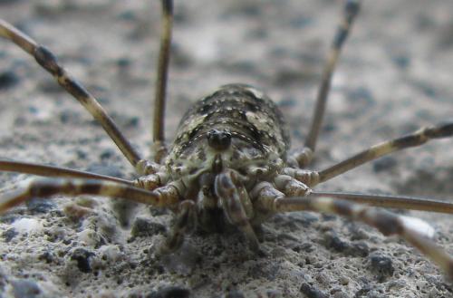 Mitopus glacialis