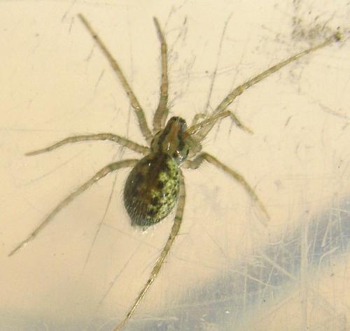 Tegenaria parietina