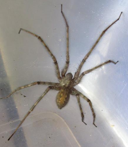 Tegenaria parietina
