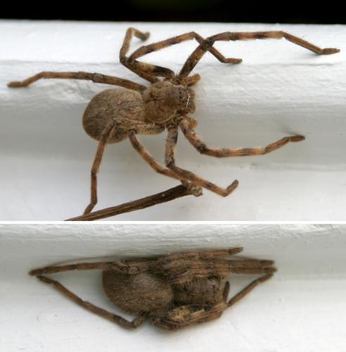 Palystes sp.