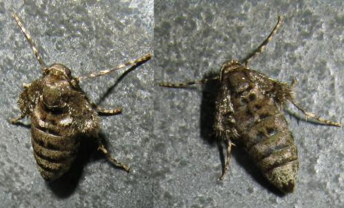 Réf. 40 215 : Operophtera brumata