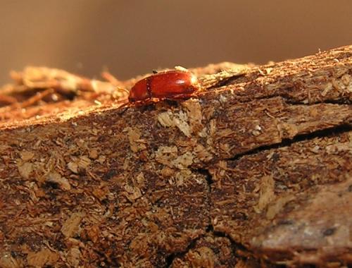 Réf. 40 752 : Pentaphyllus testaceus