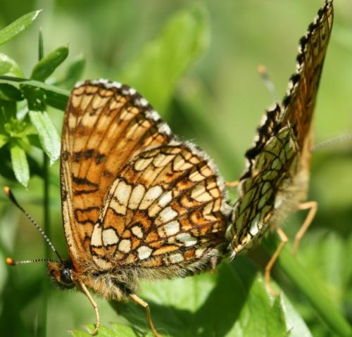 Melitaea diamina