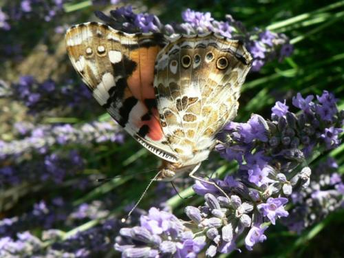 Vanessa cardui