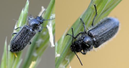 Enicopus ater ater