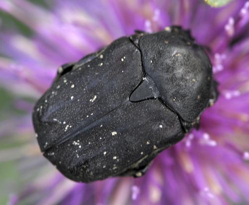 Réf. 40 159 : Netocia morio