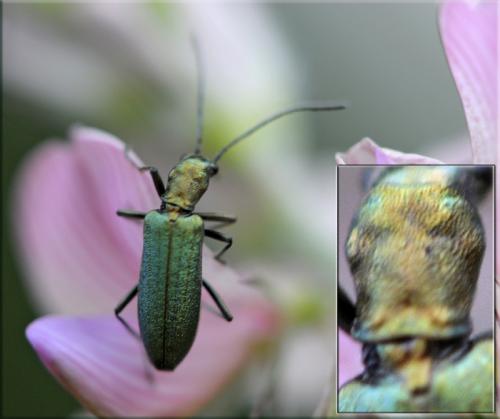 Réf. 40 345 : Chrysanthia viridissima
