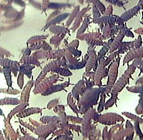 Hypogastrura sp.