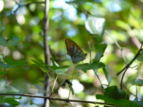 Argynnis paphia