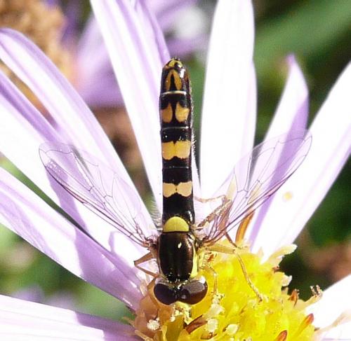 Réf. 40 830 : Sphaerophoria scripta