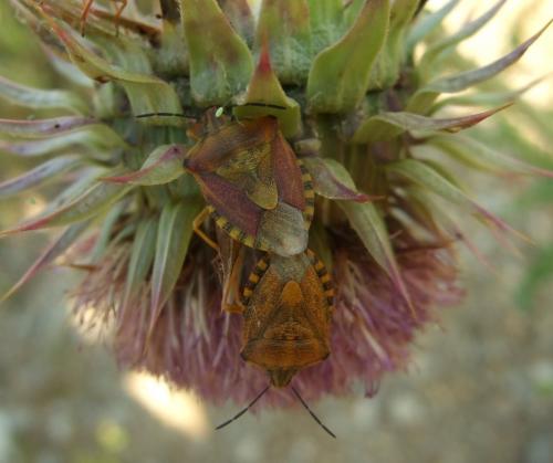 Carpocoris pudicus