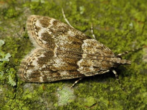 Eudonia mercurella