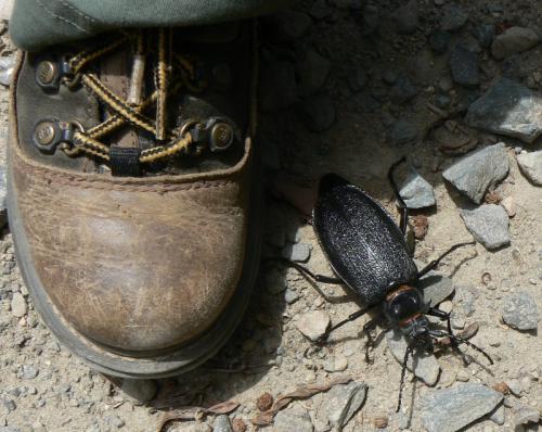 Réf. 40 374 : Acanthinodera cumingii