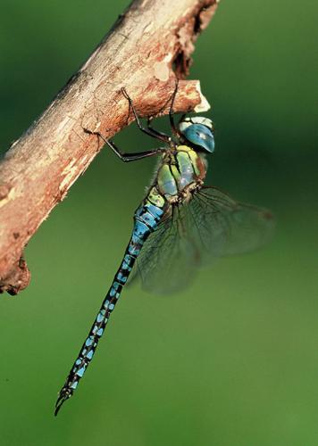 Aeshna affinis