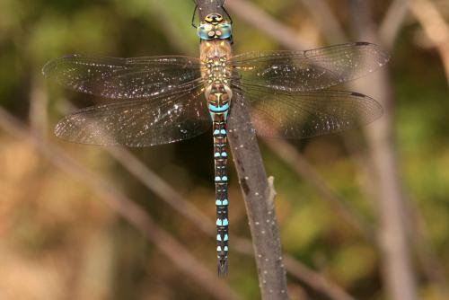 Aeshna mixta