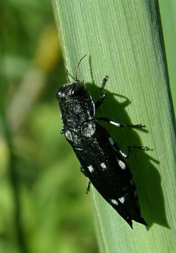 Agrilus guerini