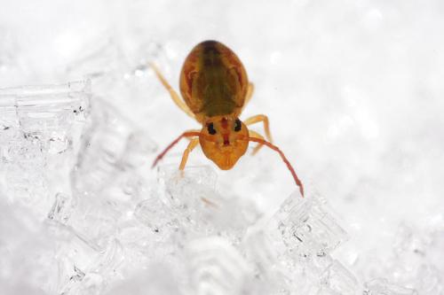 Dicyrtomina ornata