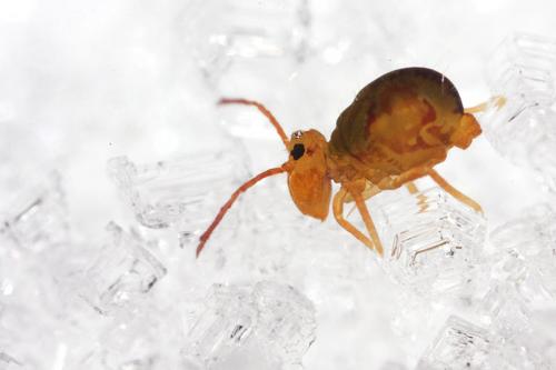 Dicyrtomina ornata