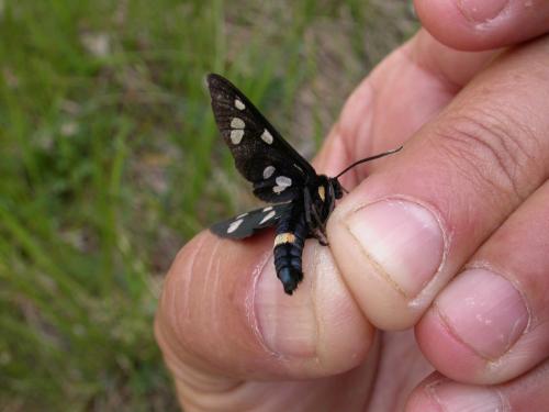 Amata sp.